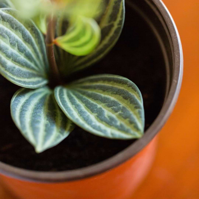 Learn how to propagate peperomia with either stem or leaf cuttings, and with just a few tools, tips, and some preparation.