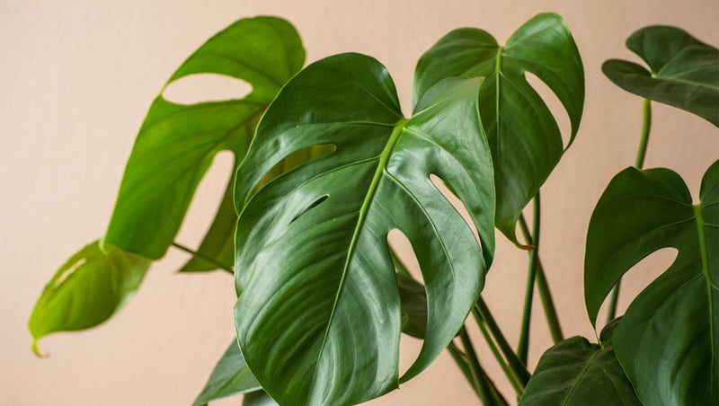 Protectant for Your Plants