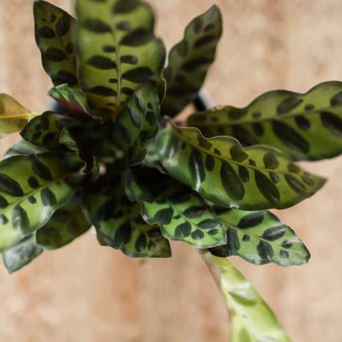 Rattlesnake plants are relatively simple to care for. Here’s everything you need to know about rattlesnake plant care.