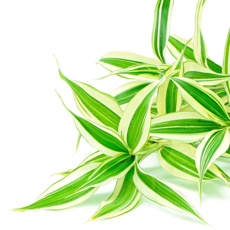 Repotting dracaena plants can be a daunting task. You have to make sure it is done properly so roots aren't damaged.