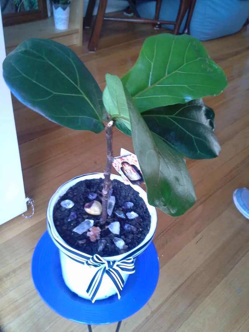 A Fiddley Rescue: How to Revive a Dead Fiddle Leaf Fig
