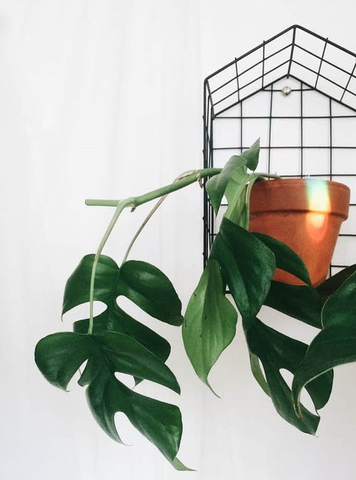 Mini Monstera Care Tips – The Newest Monstera Trend?