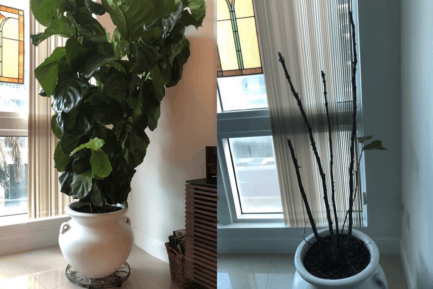 Everything You Need to Know About Root Rot in Fiddle Leaf Figs