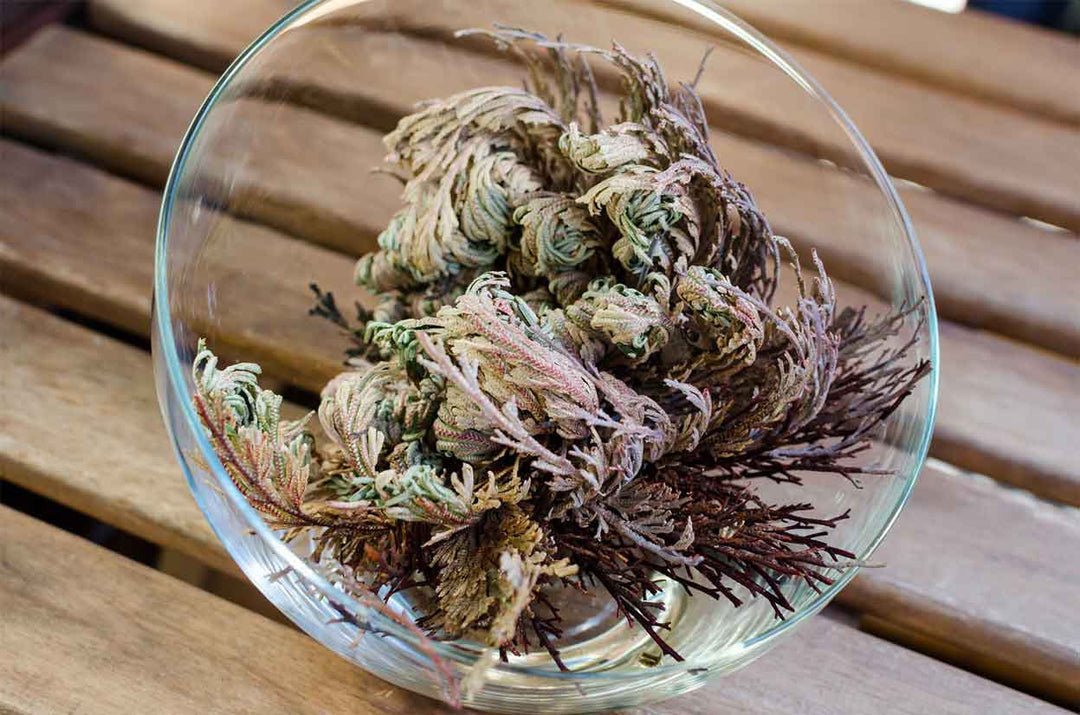 Rose of Jericho Care