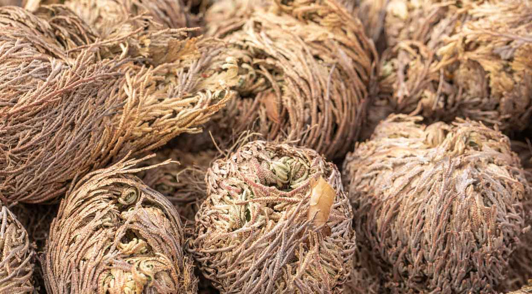Rose of Jericho