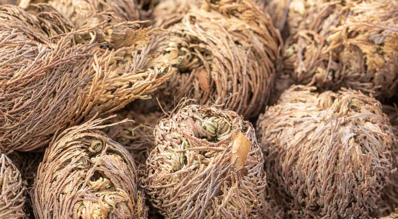 Rose of Jericho
