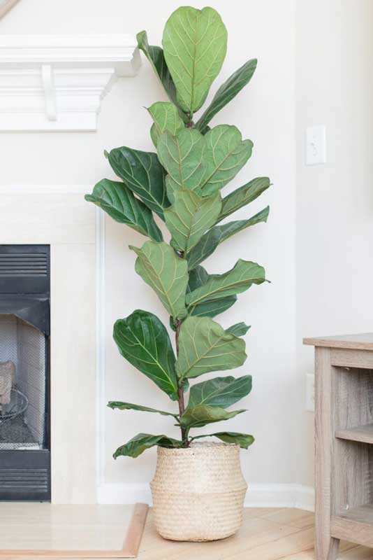 Where to Find the Best Basket for a Fiddle Leaf Fig Tree