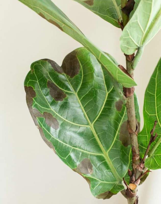 Sick Fiddle Leaf Fig Leaves