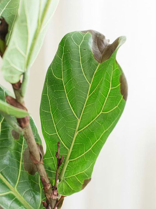 How to Treat and Prevent Root Rot in Fiddle Leaf Fig Trees (Video)