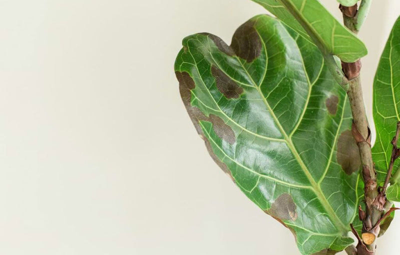 Save Your Fiddle Leaf Fig From Root Rot in 24 Hours or Less