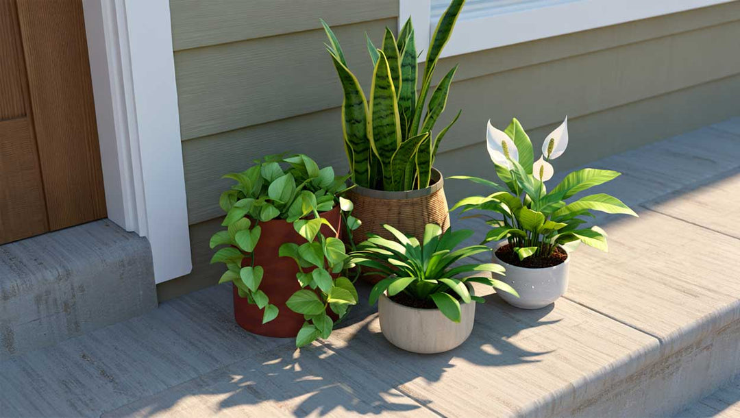 Sick Houseplant 