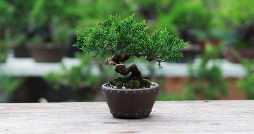 The Best Soil Mix For A Bonsai Tree