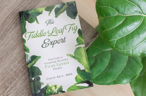 Just Released: The Fiddle Leaf Fig Expert is Available Now! (Buy Now)