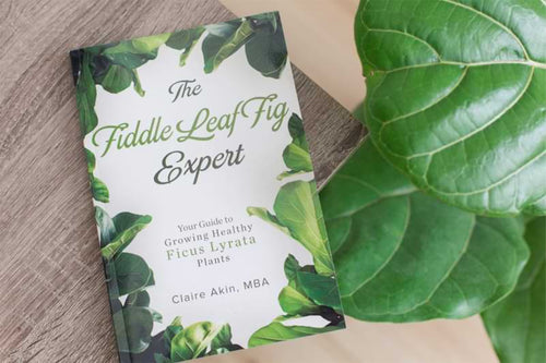 Read an Exclusive Excerpt from The Fiddle Leaf Fig Expert Book