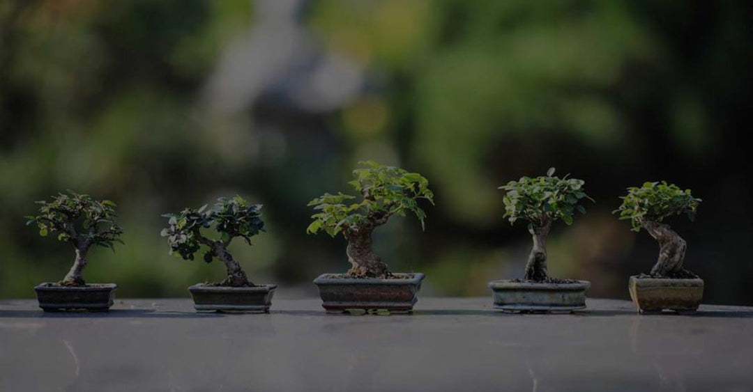 The History Of The Bonsai Tree And Its Origination