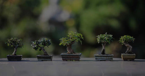 The History Of The Bonsai Tree And Its Origination