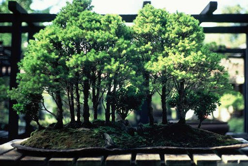 The Best Bonsai Tree Benefits for Your Body and Soul