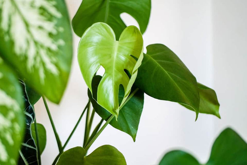 The Best Fertilizer for Monstera Deliciosa - Monstera Resource Center