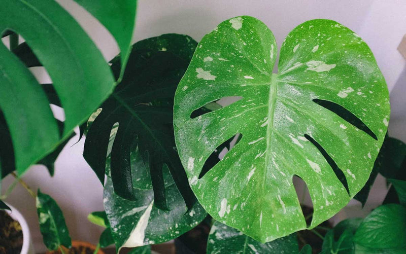 The Ultimate Guide to Monstera Leaf Care - Monstera Plant Resource
