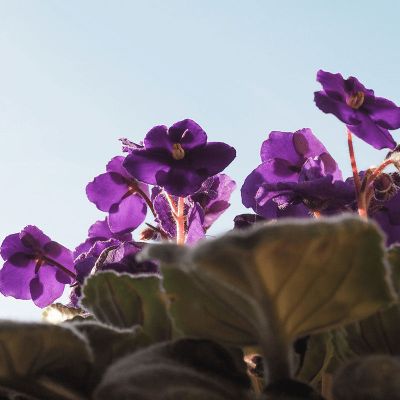 Top African Violet Instagram Accounts