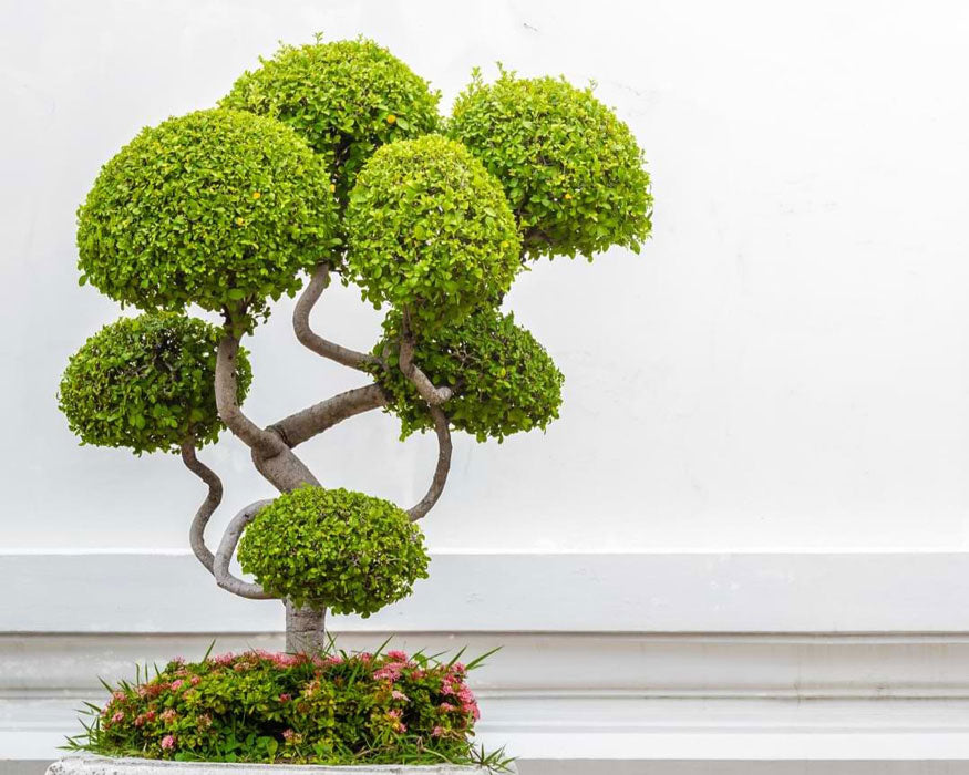 Top Bonsai Tree Instagram Accounts