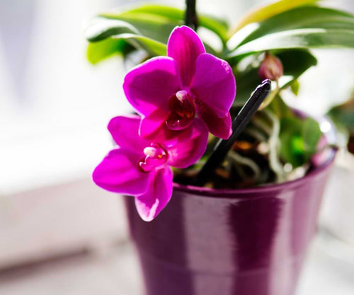 Top Orchid Instagram Accounts