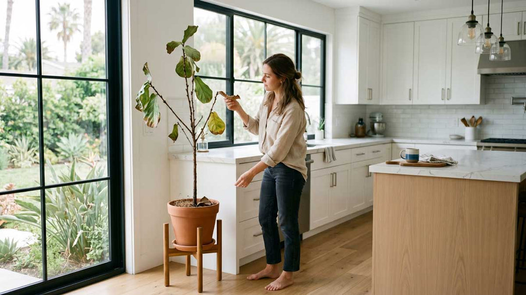 Indoor Plant Triage Reset Guide for Neglected Plants