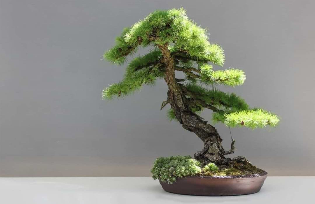 Best Bonsai Tree Types for Beginners