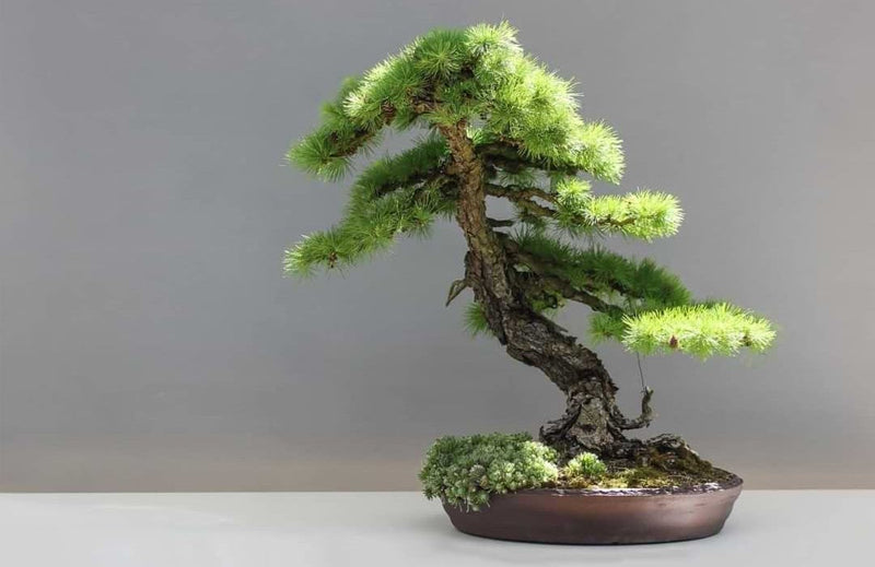 Best Bonsai Tree Types for Beginners