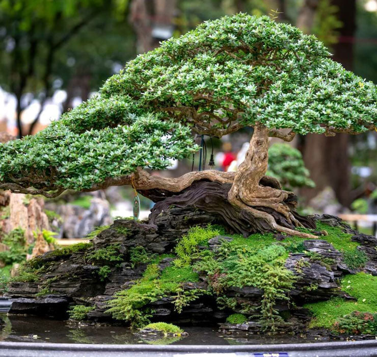 The Ultimate Guide to Bonsai Trees for the Bonsai-Curious