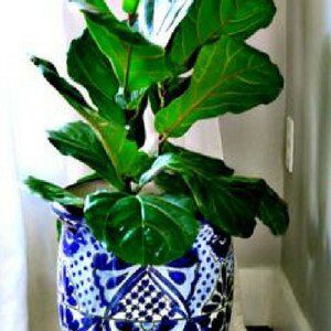 The Most Beautiful Pots for a Fiddle Leaf Fig Tree (Buy Online)