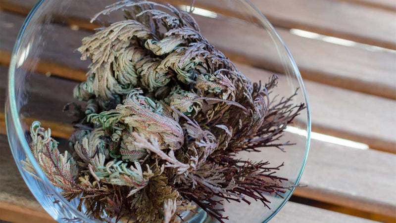 Water Your Rose of Jericho