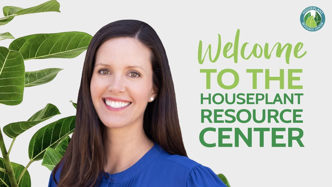 Learn the fundamentals of caring for your houseplants and what to look out for. Read more from The Houseplant Resource Center.