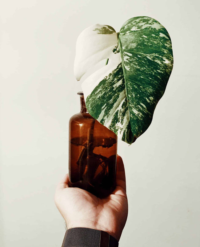 Where to Find a Variegated Monstera