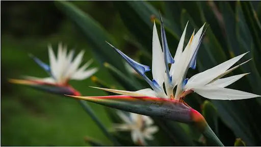 White Bird of Paradise Care: A Comprehensive Guide