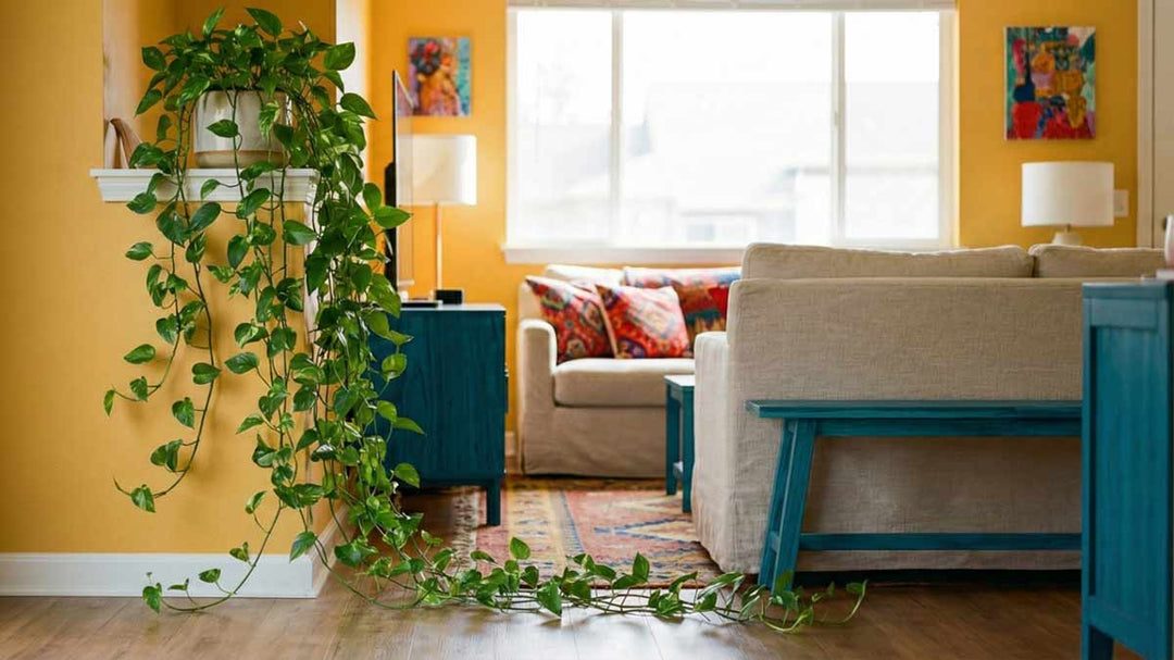 Skipping Pothos Fertilizer: Signs, Risks, And Fixes