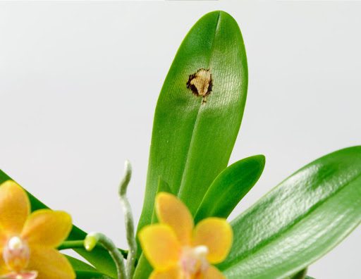 Why Do Orchid Leaves Turn Yellow? 4 Reasons and How to Fix Them