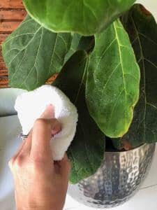 Three Ways to Clean Fiddle Leaf Fig Leaves