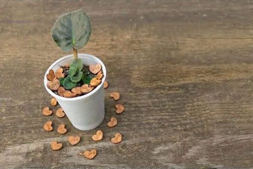6 Signs Your African Violet Is Dying and How to Revive It