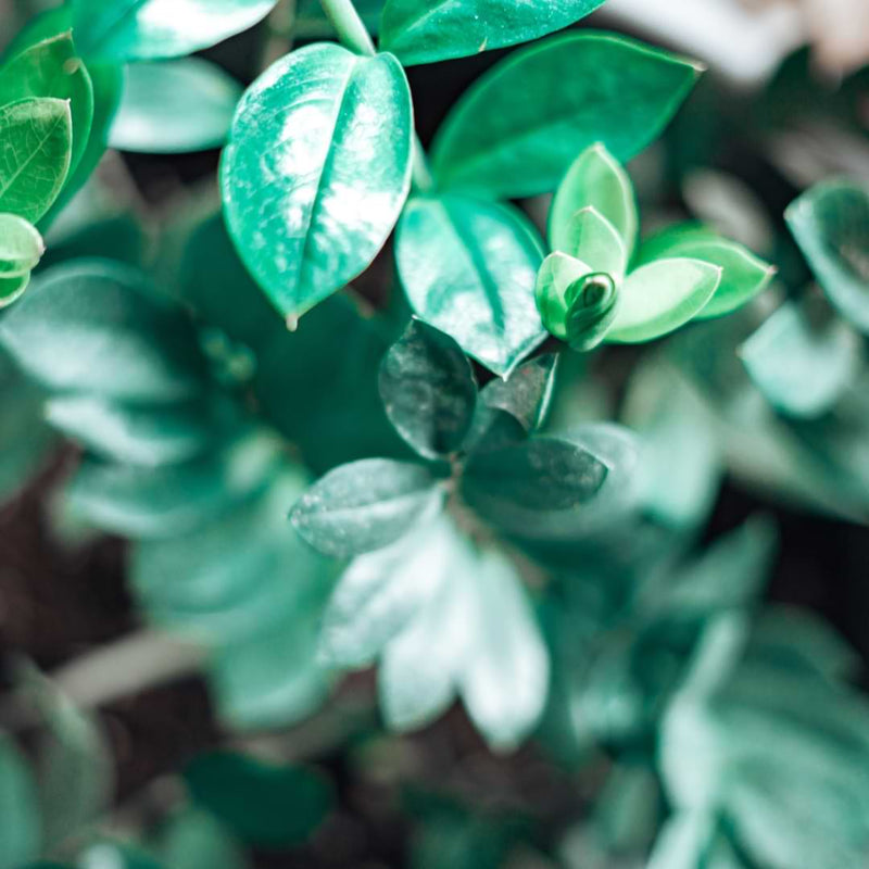 ZZ plants are simple to propagate because they are not delicate, can thrive without direct sunlight, and have hardy root systems.