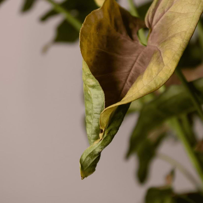 There are common reasons why your arrowhead plant have yellow leaves popping up. Read on to learn how to fix yellow arrowhead plant leaves.