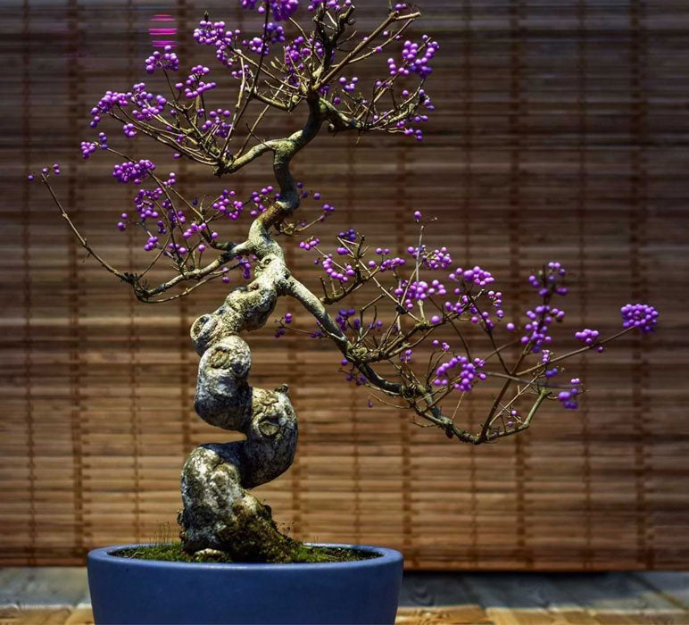 bonsai tree with purple flowers