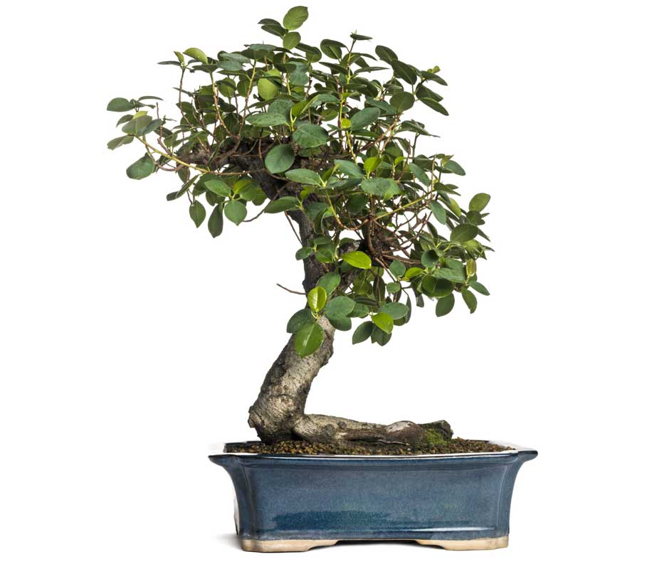 The 6 Best Indoor Bonsai Tree Types & How To Care For Them