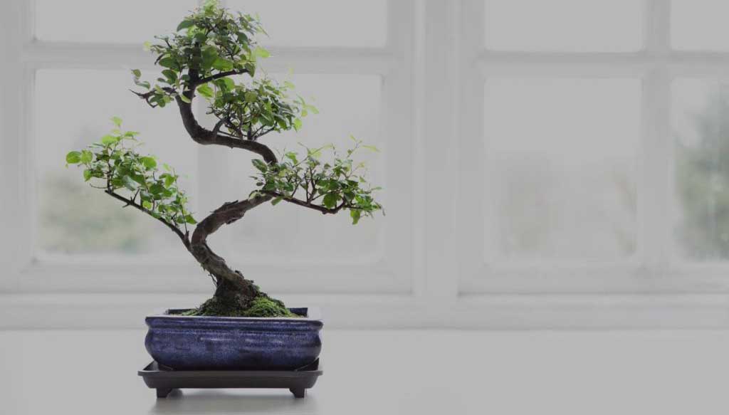 4 Things You Need To Know Before Buying Your First Bonsai Tree