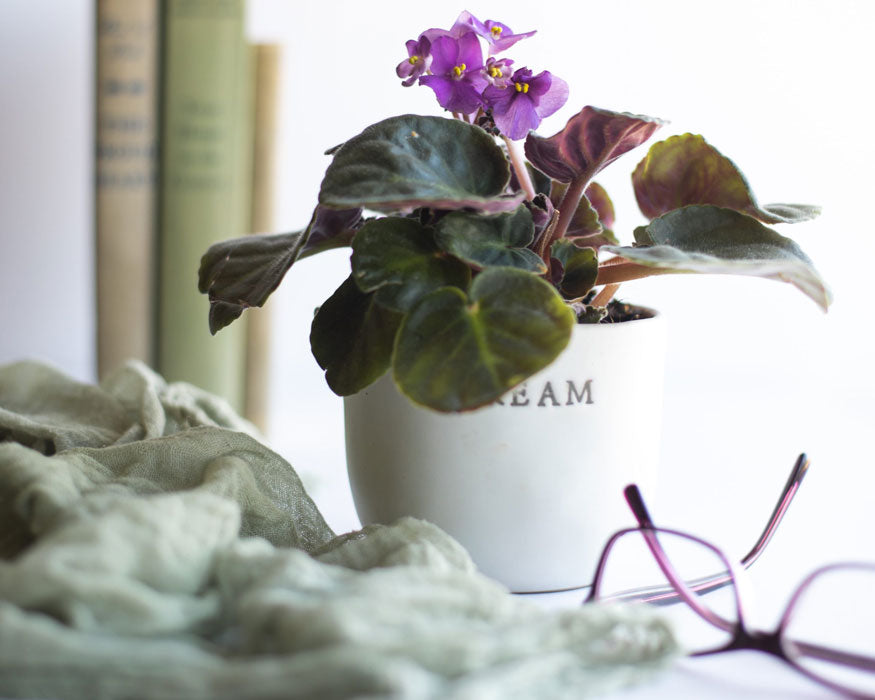 Over time a potted plant will use up all nutrients from the soil in which it's planted. That's bad news for hungry houseplants. Enter African violet plant food!