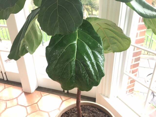 Should You Put Coconut Oil Fiddle Leaf Fig Leaves? Pros and Cons of DIY Leaf Shine
