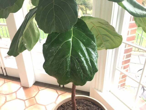 Should You Put Coconut Oil Fiddle Leaf Fig Leaves? Pros and Cons of DIY Leaf Shine