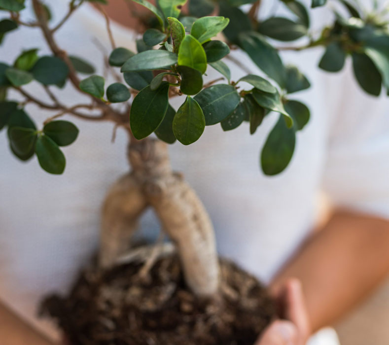 concept of environment and love for nature with bo