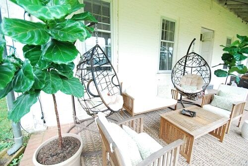 creative places to put a fiddle leaf fig plant