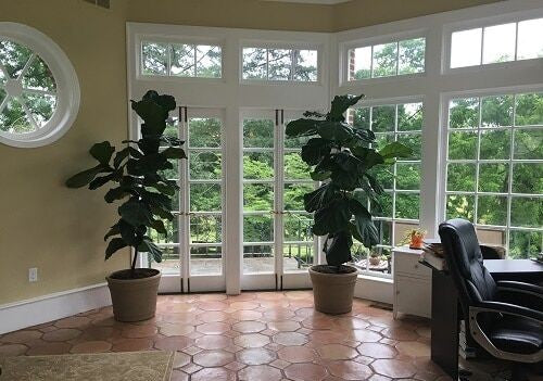 How to Care for Your Fiddle Leaf Fig in the Winter (Video)